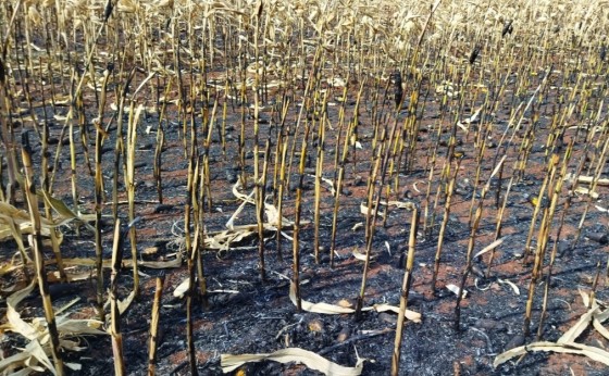 Incêndio em milharal próximo da São Jorge em São Miguel do Iguaçu. Veja o vídeo