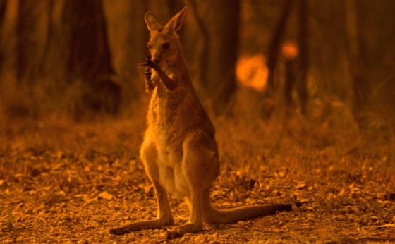 Incêndios na Austrália matam meio bilhão de animais; temperaturas sobem