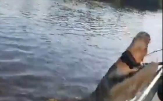 Jacaré avança contra câmera de turistas durante passeio de barco no Pantanal de MT (veja vídeo)