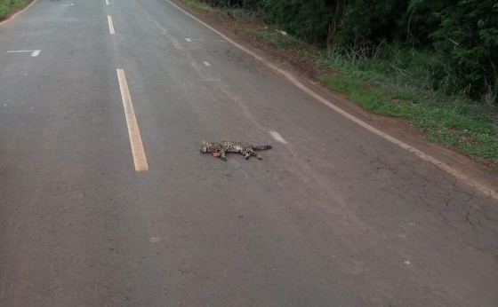 Jaguatirica é encontrada morta na Linha São João em Missal