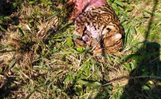 Jaguatirica é encontrada morta na rodovia PR 495 entre Medianeira e Missal