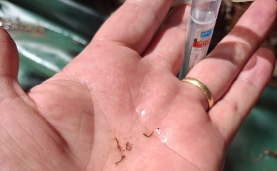 LIRAa de Outubro aponta médio risco de Infestação pelo Aedes aegypti