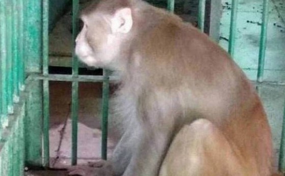 Macaco que matou uma pessoa durante crise de abstinência de álcool é condenado à 'prisão perpétua'