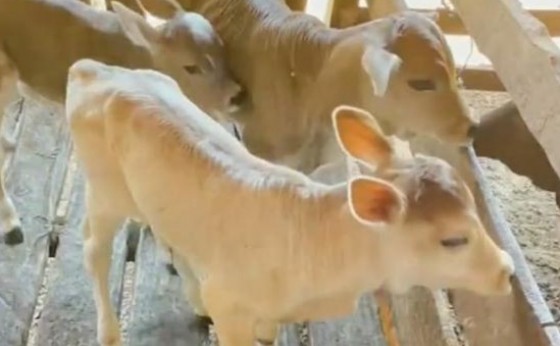 Maralucia: Vaca dá à luz três bezerros de forma natural