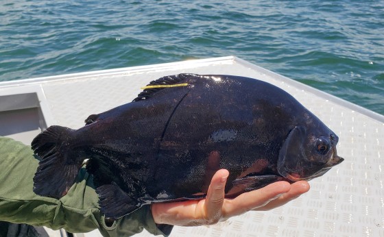 Marcação de peixes pela Itaipu tem primeiros resultados