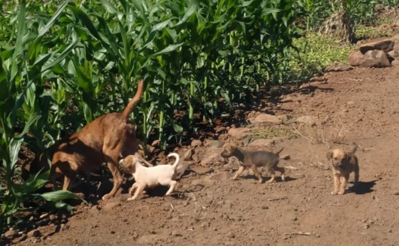 Maus tratos: cães são abandonados no interior de Missal