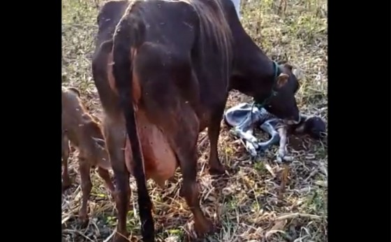 Medianeira: Em caso raro, vaca dá à luz bezerros gêmeos de sexos diferentes