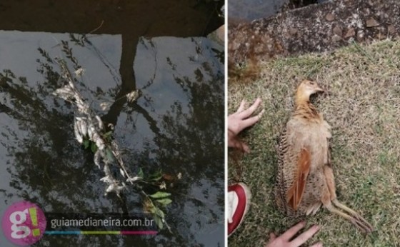 Medianeira: Moradores reclamam de peixes e aves mortas no Rio Bolinha