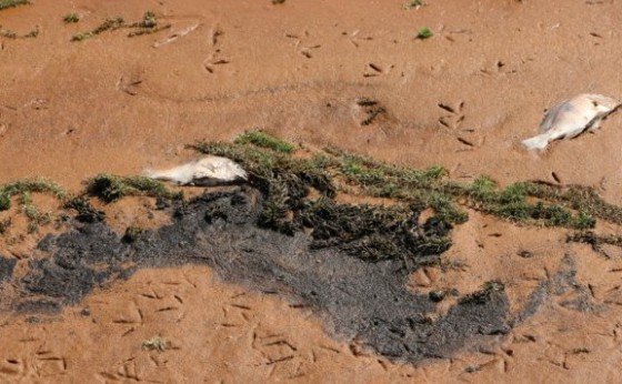 Meio Ambiente alerta banhistas e pescadores sobre substância encontrada no Lago de Itaipu