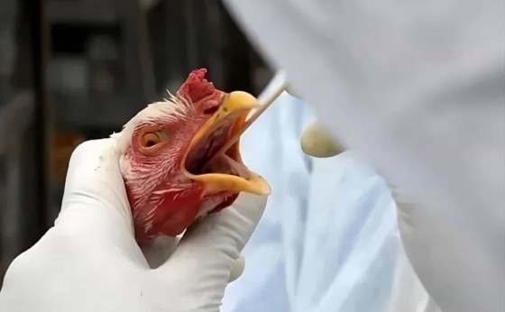 Ministério da Agricultura confirma primeiro foco de gripe aviária em granja comercial no Brasil