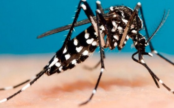 Missal confirma 91 casos positivos de dengue