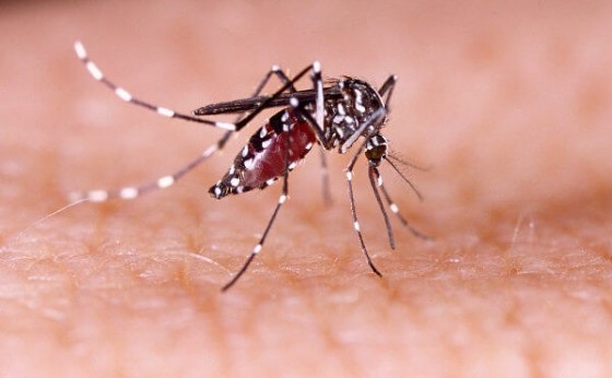 Missal confirmou 80 casos de dengue desde o início do ano