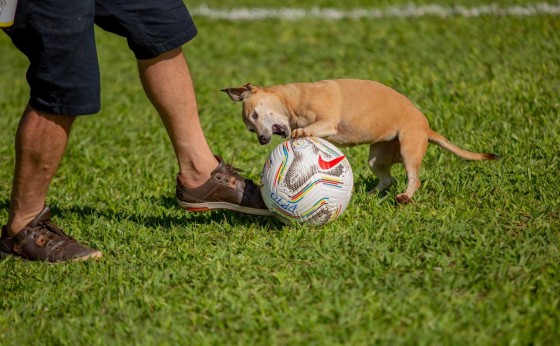 Missal Cria programa municipal de Defesa e Proteção Animal