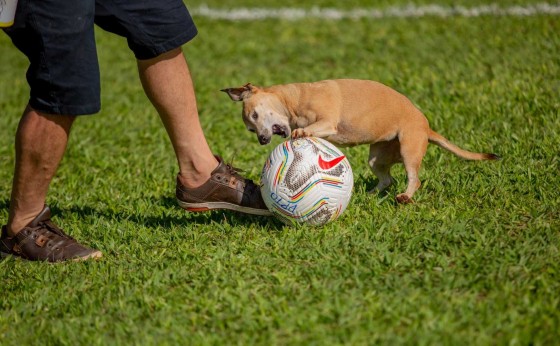 Missal Cria programa municipal de Defesa e Proteção Animal