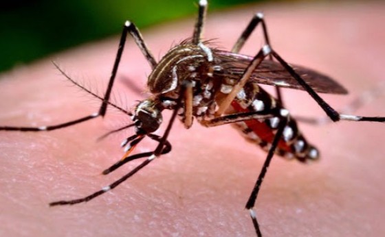 Missal está com 189 casos confirmados de dengue