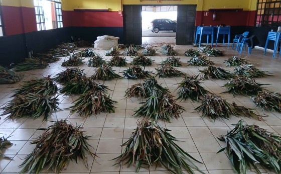 Missal incentiva produção de abacaxi com distribuição de mudas a agricultores
