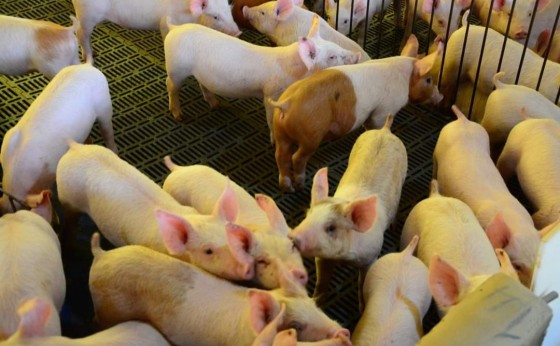 Missal possui o 34º maior Valor Bruto de Produção do Estado do Paraná