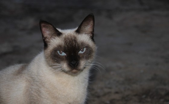 Missal: Procura-se gata que sumiu no bairro Panorâmico