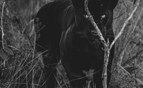 Misteriosas e raras, onças-pretas dominam parque no Cerrado e intrigam pesquisadores