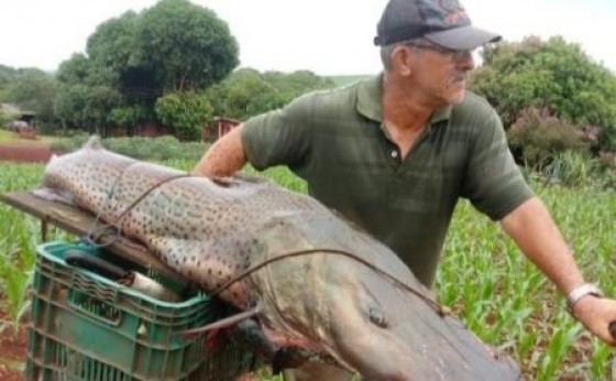Morador de Guaíra pesca pintado de mais de 40 kg no rio Paraná