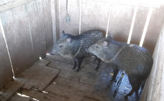 Morador de São Miguel é multado em R$ 10 mil por manter animais silvestres em cativeiro