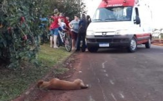 Motociclista sofre acidente após atropelar dois cães em Itaipulândia