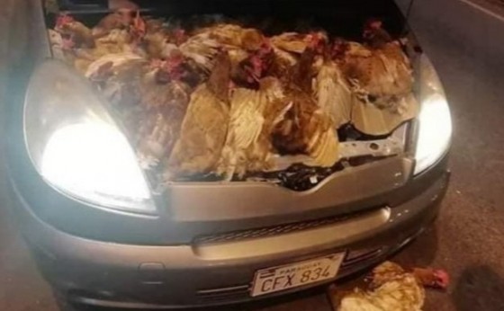 Motorista é preso tentando entrar com galinhas escondidas no motor de carro em Ciudad Del Este