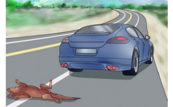 Motoristas deverão prestar socorro a animais atropelados no Paraná
