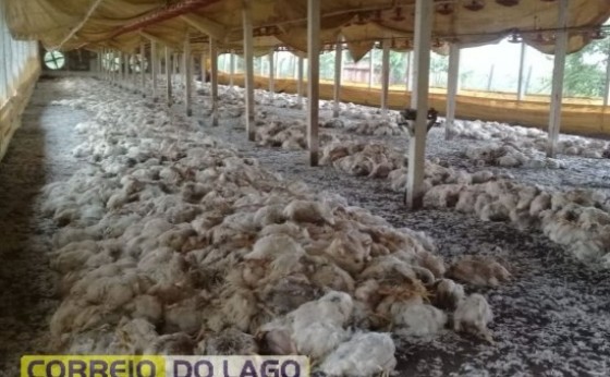 No dia da entrega, frangos morrem em aviário por falta de energia elétrica em Santa Helena