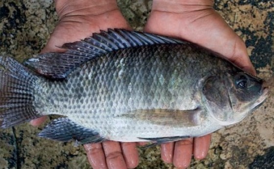 Nova lei abre caminho para Brasil quintuplicar produção de peixes de cultivo