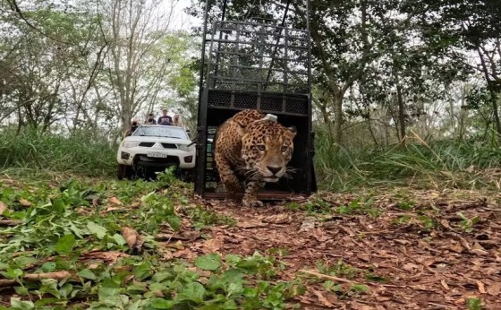 Onça encontrada embaixo de varal de roupas no Paraná é devolvida à natureza