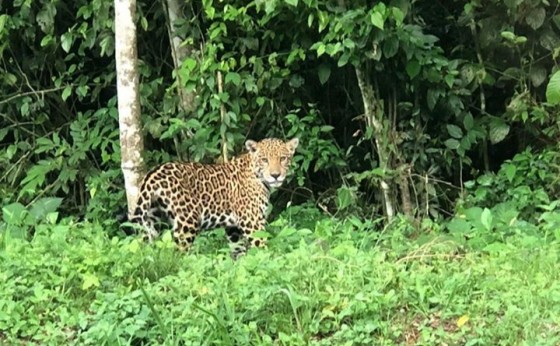 Onça-pintada é flagrada passeando no Parque Nacional do Iguaçu