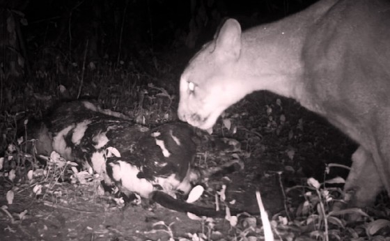 Onças-Pardas invadem quintal de casa e atacam animais de estimação em São Miguel do Iguaçu