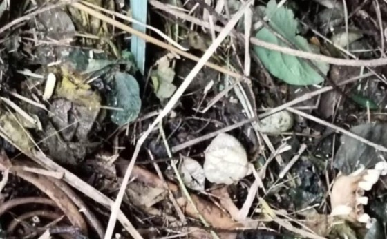 Ossada humana é encontrada às margens da BR-277 em São Miguel do Iguaçu