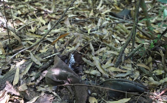 Ossada humana é encontrada por populares na mata ciliar em Itaipulândia
