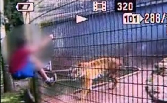 Pai de menino que teve braço amputado após ser atacado por tigre em Cascavel é condenado