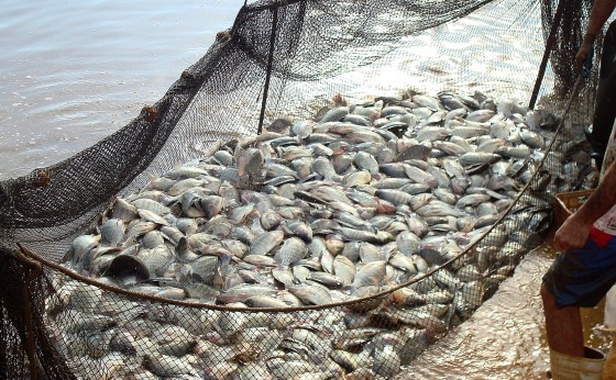 Paraná amplia liderança em piscicultura de cultivo