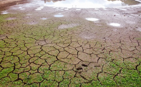 Paraná: Governo decreta situação de emergência hídrica por causa da estiagem
