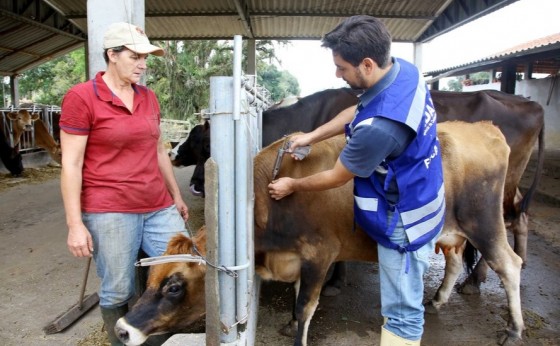 Paraná inicia os fóruns sobre o fim da vacinação contra aftosa