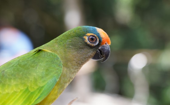 Parque das Aves reabre para visitação no dia 01 de setembro