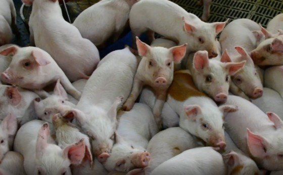 Pelo terceiro ano consecutivo Missal supera 1 bilhão de reais de Valor Bruto de Produção