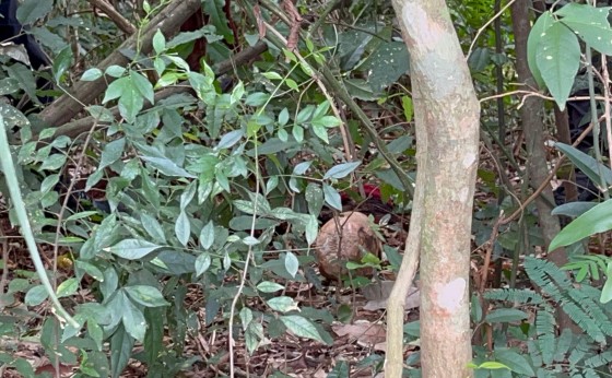 Perícia revela detalhes intrigantes sobre ossada encontrada no interior de Missal