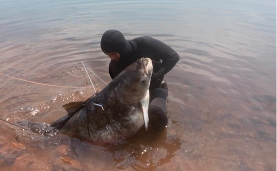 Pescador captura carpa cabeçuda de 70 quilos no Oeste do Paraná