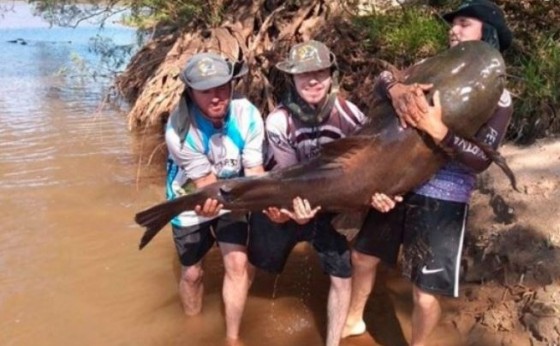 Pescador pega jaú de 83 quilos no Rio Ivaí e devolve o peixe ao rio após foto
