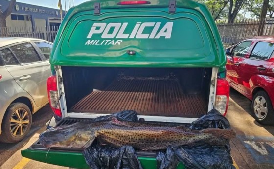 Pintado de 21kg rende multa de R$ 33 mil a motorista durante fiscalização