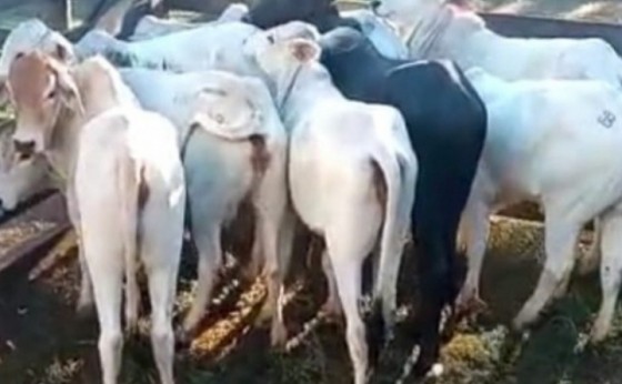 PM recupera oito cabeças de gado e os devolve a proprietário, em Santa Helena