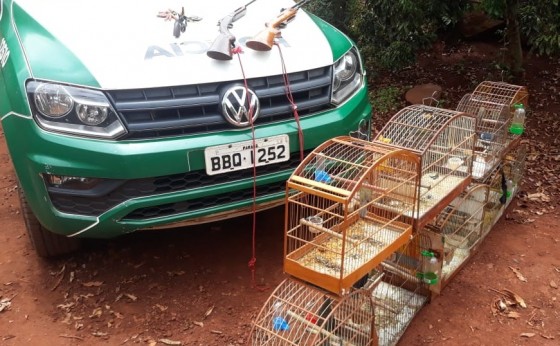 Polícia Ambiental apreende pássaros silvestres e armas