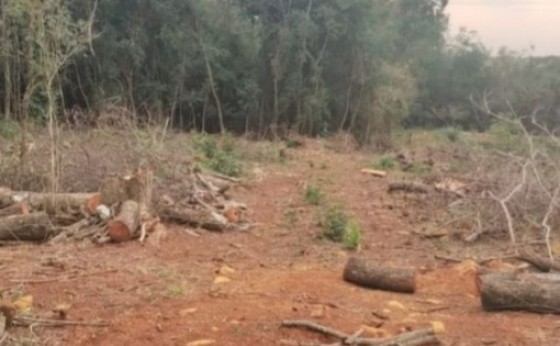 Polícia Ambiental encontra desmatamento clandestino em área de regeneração em Missal