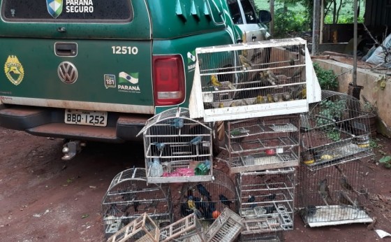 Polícia Ambiental estoura ponto de comércio ilegal de pássaros silvestres