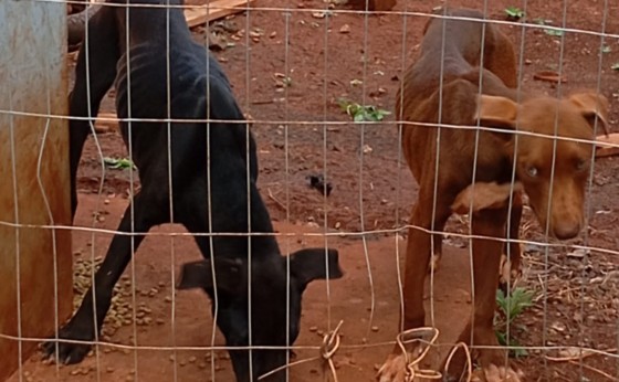 Polícia Civil e Militar resgatam pit bulls vítimas de maus-tratos em Missal